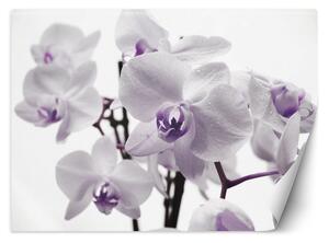 Fototapeta Kvitnúca orchidea Materiál: Vliesová, Rozmery: 200 x 140 cm