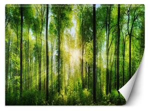 Fototapeta Slnečné lúče v zelenom lese Materiál: Vliesová, Rozmery: 200 x 140 cm