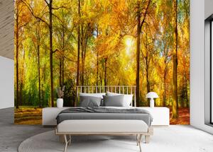Fototapeta Jesenný les Materiál: Vliesová, Veľkosť: 100 x 70 cm
