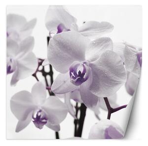 Fototapeta Fialová orchidea s rosou na okvetných lístkoch Materiál: Vliesová, Rozmery: 100 x 100 cm