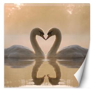 Fototapeta Labute plávanie v jazere Materiál: Vliesová, Rozmery: 100 x 100 cm