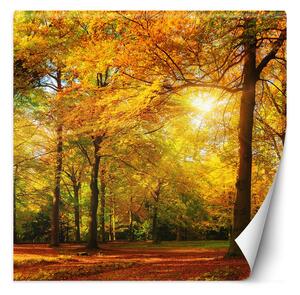 Fototapeta Jesenný les v slnečnom svite Materiál: Vliesová, Rozmery: 100 x 100 cm