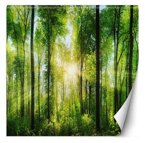 Fototapeta Slnko svieti cez koruny stromov Materiál: Vliesová, Rozmery: 100 x 100 cm