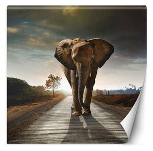 Fototapeta Slon pochodujúci po ceste Materiál: Vliesová, Rozmery: 100 x 100 cm