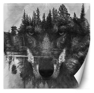 Fototapeta Vlk odrážajúci sa na hladine jazera Materiál: Vliesová, Rozmery: 100 x 100 cm