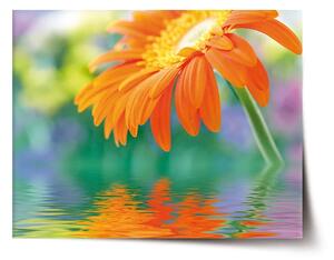 Sablio Plagát Oranžová gerbera - 60x40 cm