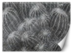 Fototapeta Kaktusy v sivej farbe Materiál: Vliesová, Rozmery: 200 x 140 cm