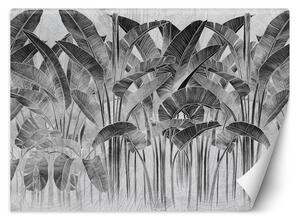 Fototapeta Banánové listy v čiernej a bielej farbe Materiál: Vliesová, Rozmery: 200 x 140 cm