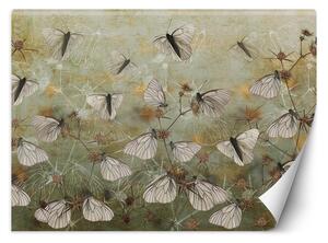 Fototapeta Motýle na pozadí starej steny Materiál: Vliesová, Rozmery: 100 x 70 cm