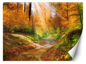 Fototapeta Cesta v lese Materiál: Vliesová, Rozmery: 100 x 70 cm