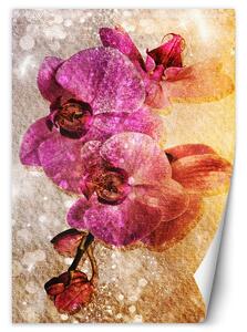 Fototapeta Fialové orchidey Materiál: Vliesová, Rozmery: 100 x 140 cm