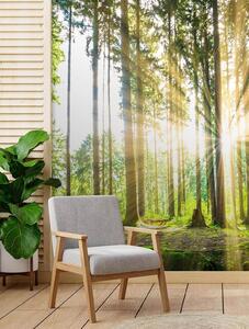 Fototapeta Popoludňajšie slnko v lese Materiál: Vliesová, Veľkosť: 100 x 140 cm
