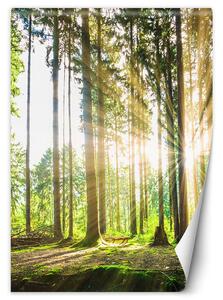 Fototapeta Popoludňajšie slnko v lese Materiál: Vliesová, Rozmery: 100 x 140 cm