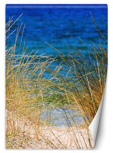 Fototapeta Vysoké trávy pri mori Materiál: Vliesová, Rozmery: 100 x 140 cm