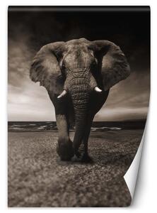 Fototapeta Tmavý slon Materiál: Vliesová, Rozmery: 100 x 140 cm