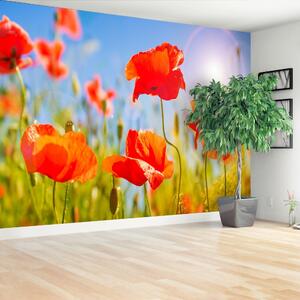Fototapeta Vliesová Červené vlčie maky 152x104 cm