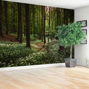 Fototapeta Vliesová Jarní les 152x104 cm