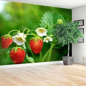 Fototapeta Vliesová Zelené jahody 250x104 cm