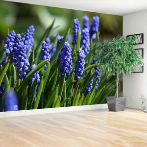 Fototapeta Vliesová Modré hyacinty 104x70 cm
