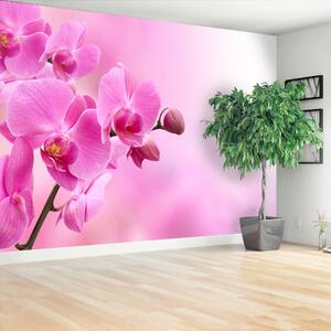 Fototapeta Vliesová Ružová orchidea 152x104 cm