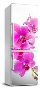 Nálepka fototapeta Ružová orchidea