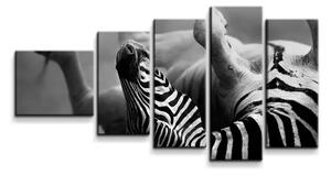 Sablio Obraz - 5-dílný Válajúca sa zebra - 100x60 cm