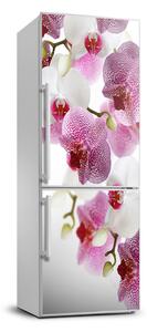 Nálepka fototapety na chladničku Orchidea