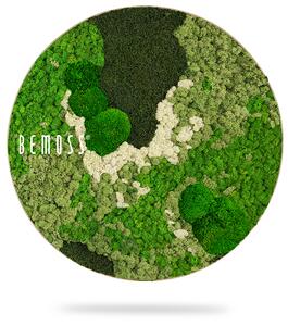 Machový obraz kruh BEMOSS® ORTHO GREEN