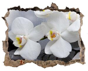 Samolepící nálepka fototapeta Orchidea nd-k-144310520