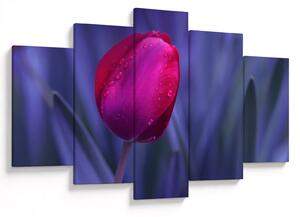 Obraz pupete tulipánu (150x105 cm)
