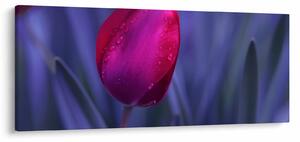 Obraz pupete tulipánu (120x50 cm)