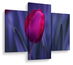 Obraz pupete tulipánu (90x60 cm)