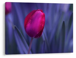 Obraz pupete tulipánu (70x50 cm)