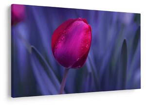 Obraz pupete tulipánu (90x60 cm)