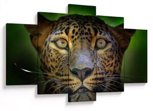 Obraz - Portrét leoparda, Sri Lanka (150x105 cm)