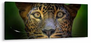Obraz - Portrét leoparda, Sri Lanka (120x50 cm)