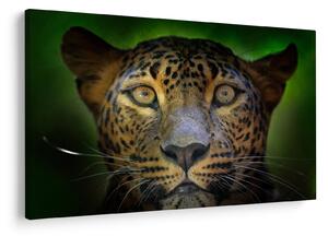 Obraz - Portrét leoparda, Sri Lanka (90x60 cm)