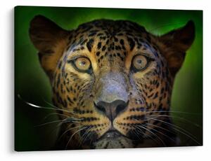Obraz - Portrét leoparda, Sri Lanka (70x50 cm)
