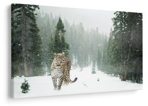 Obraz leoparda v snehu (90x60 cm)
