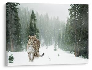 Obraz leoparda v snehu (70x50 cm)