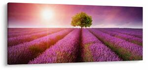 Obraz poľa s levanduľami (120x50 cm)