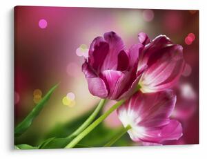 Obraz ružových tulipánov (70x50 cm)