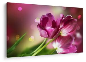 Obraz ružových tulipánov (90x60 cm)