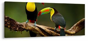 Obraz sediacich tukanov, Costa Rica (120x50 cm)
