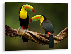 Obraz sediacich tukanov, Costa Rica (70x50 cm)