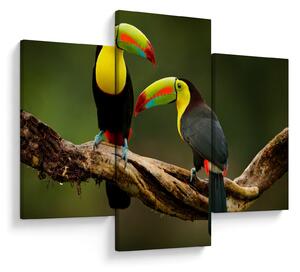 Obraz sediacich tukanov, Costa Rica (90x60 cm)