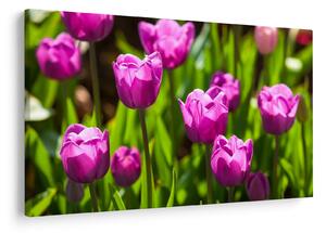 Obraz tulipánov na lúke (90x60 cm)