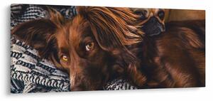 Obraz ležiacich psov (120x50 cm)