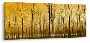 Obraz lesa pri západe slnka (120x50 cm)