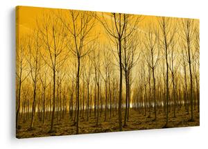 Obraz lesa pri západe slnka (90x60 cm)
